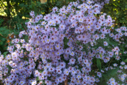 Aster  'Little Carlow' bestellen